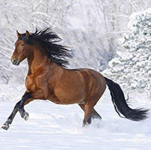 Meet your Posher, Bee